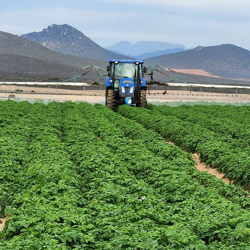 Spraying Potato fields Spraying Potato fields