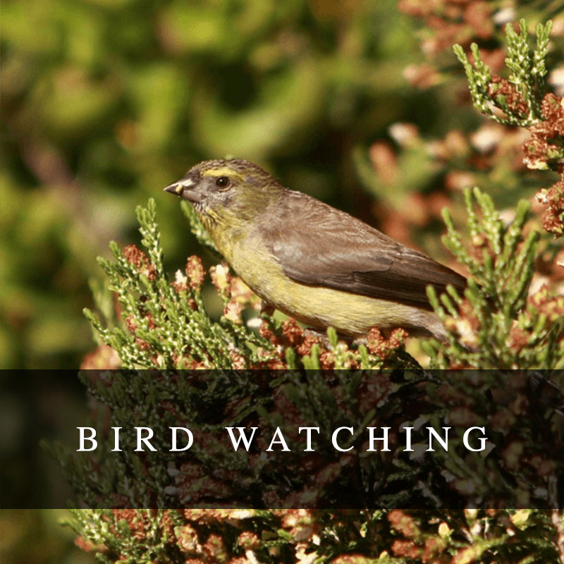 Bird Watching at Goudkop