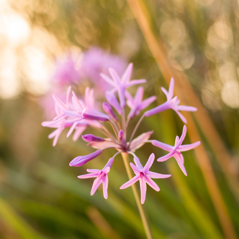 Goudkop Wild Flower Goudkop Wild Flower